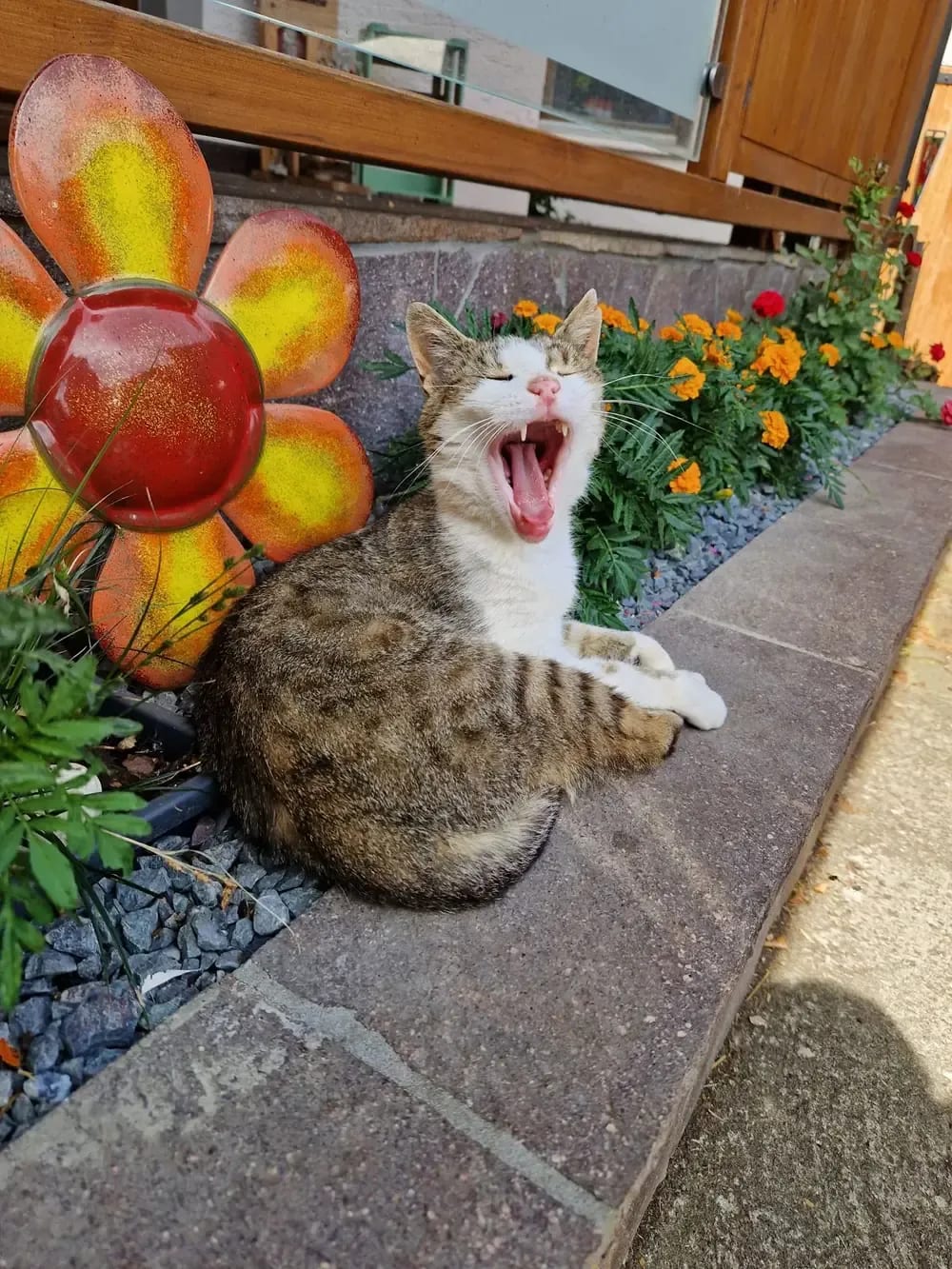 Die Hofkatze