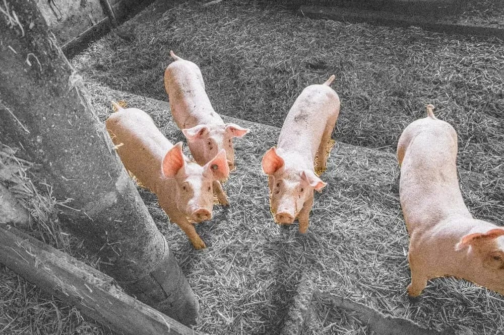 Ferkel am Milchhof Irrgang